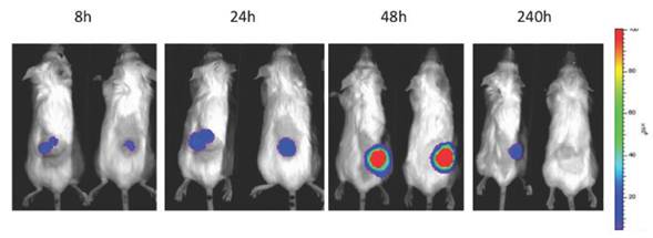 Theranostics Image