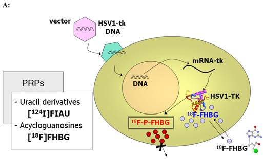 Theranostics Image