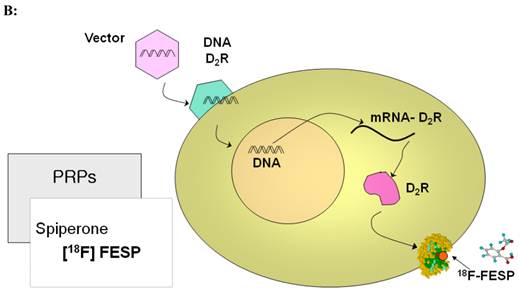 Positron Emission Tomography Reporter Genes and Reporter Probes: Gene ...