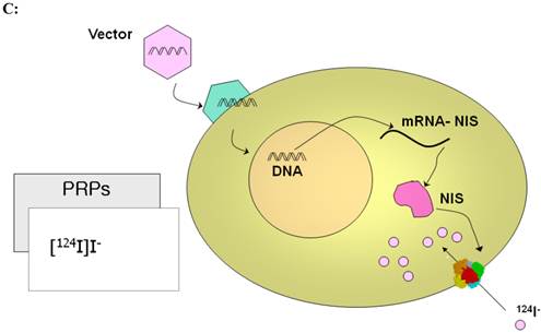 Theranostics Image