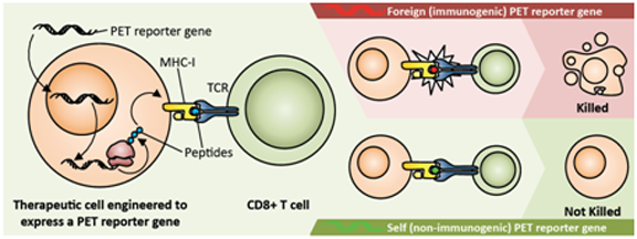 Theranostics Image