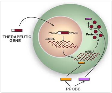 Theranostics Image