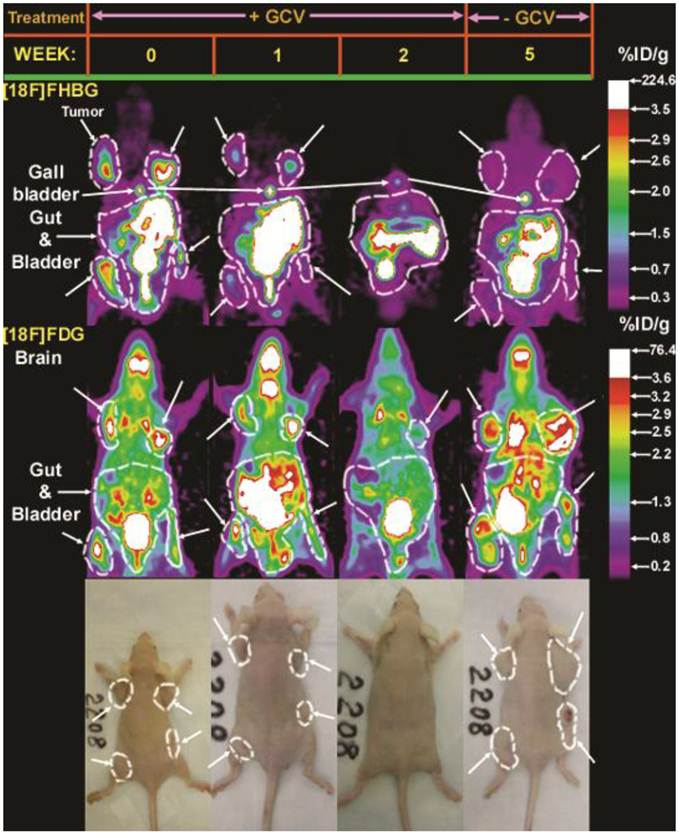 Theranostics Image