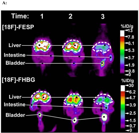 Theranostics Image