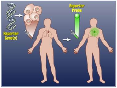 Theranostics Image