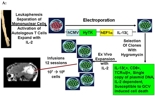 Theranostics Image