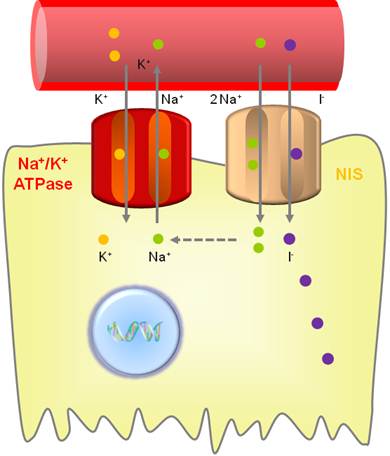 Theranostics Image