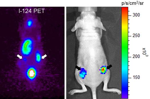 Theranostics Image