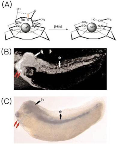 Theranostics Image