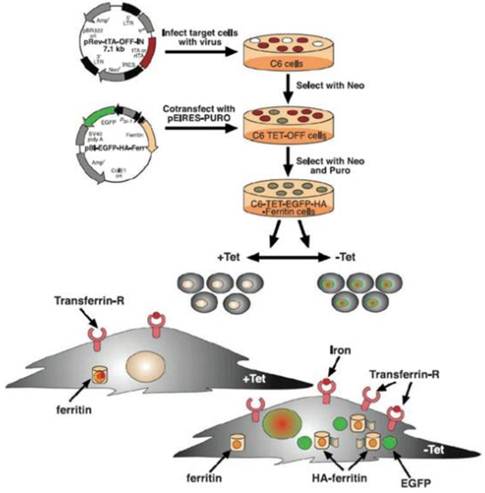 Theranostics Image