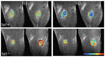 Theranostics Image