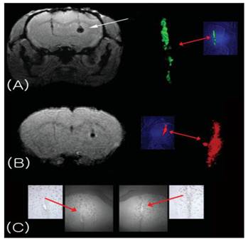 Theranostics Image