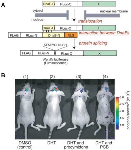 Theranostics Image