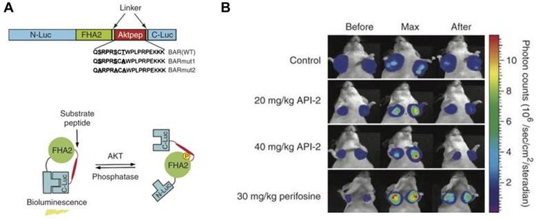 Theranostics Image