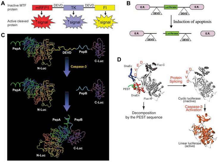 Theranostics Image