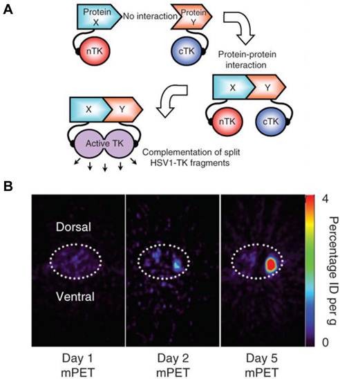 Theranostics Image