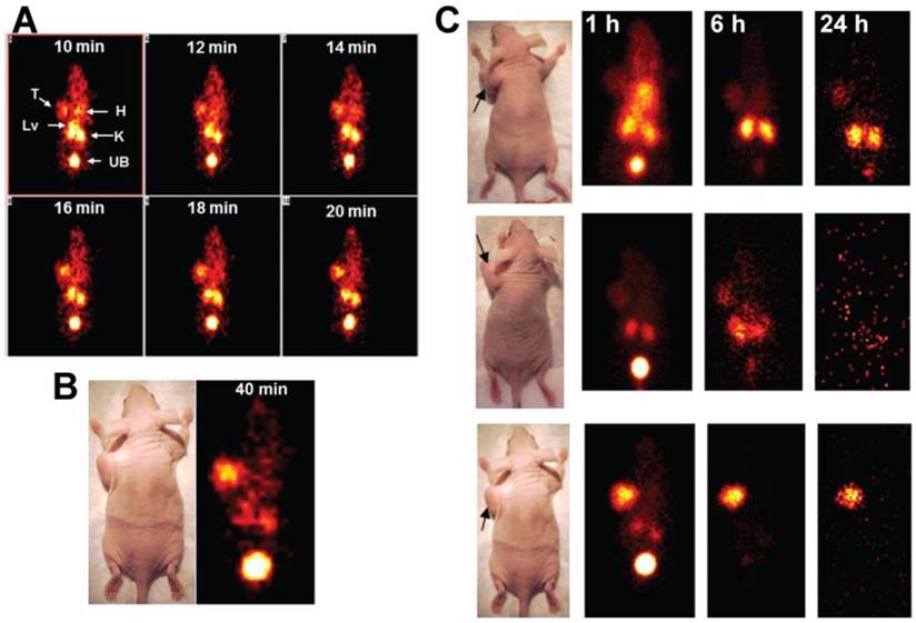 Theranostics Image