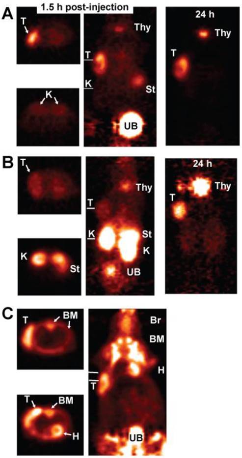 Theranostics Image