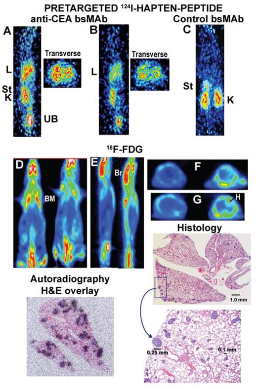 Theranostics Image