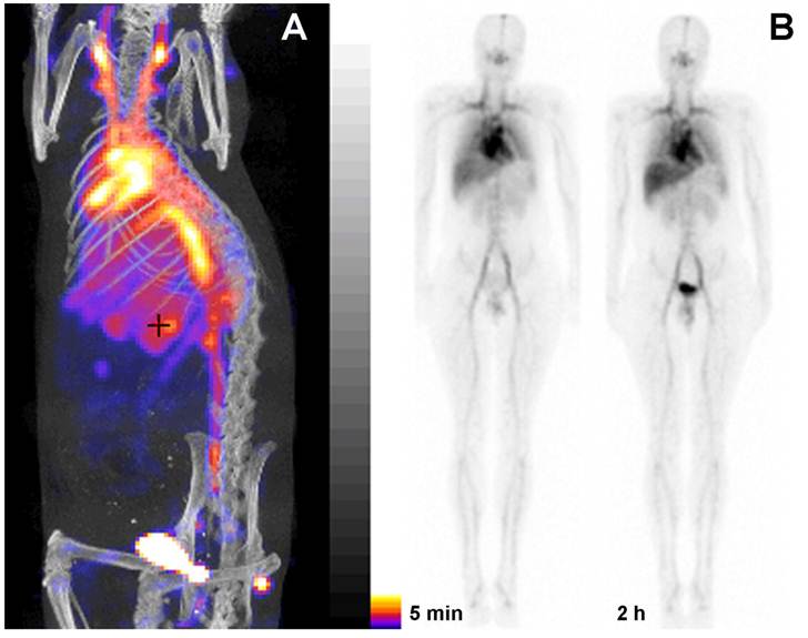 Theranostics Image