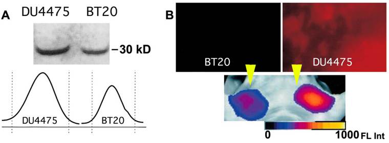 Theranostics Image