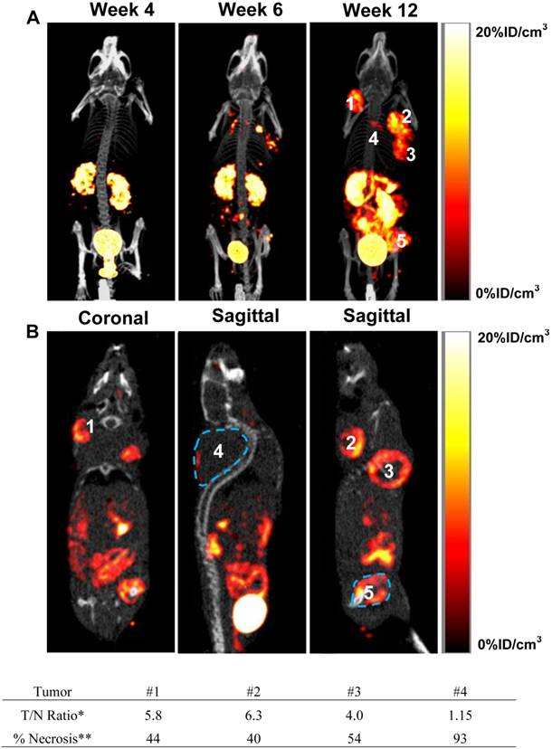 Theranostics Image