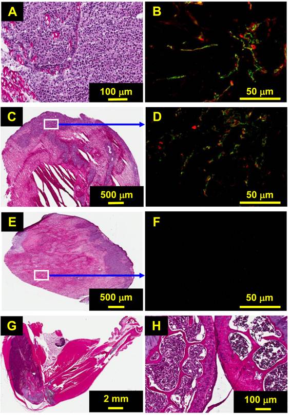 Theranostics Image