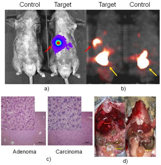 Theranostics Image