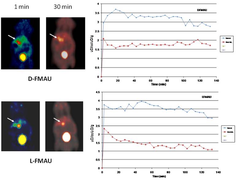 Theranostics Image