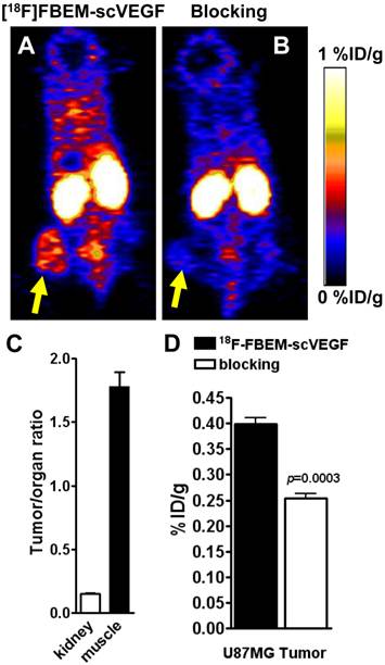 Theranostics Image