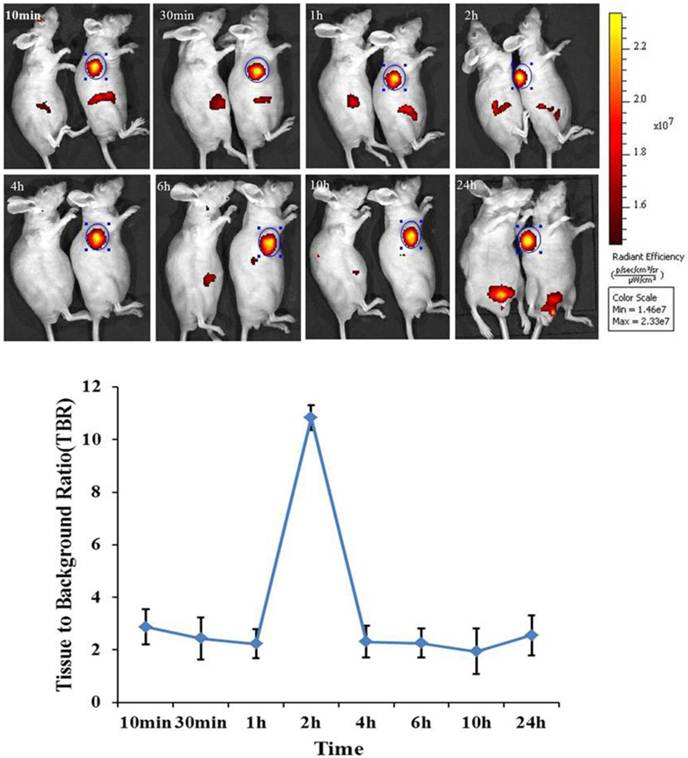 Theranostics Image