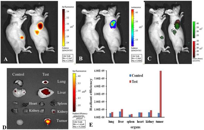 Theranostics Image