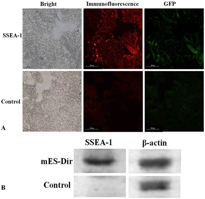 Theranostics Image