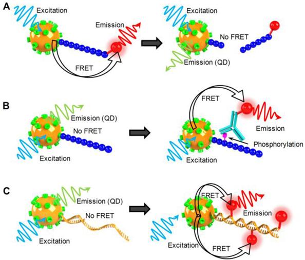 Theranostics Image