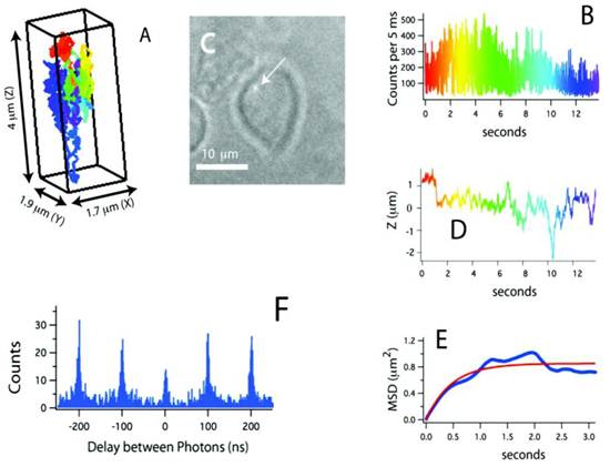 Theranostics Image