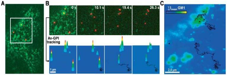 Theranostics Image