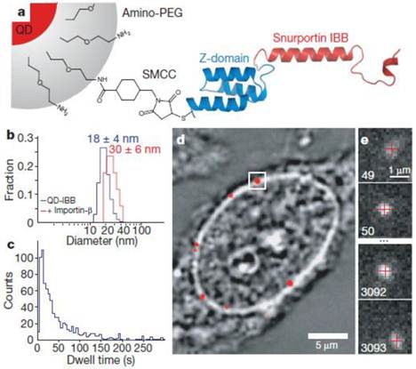 Theranostics Image