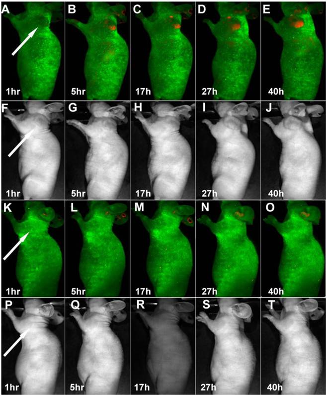 Theranostics Image