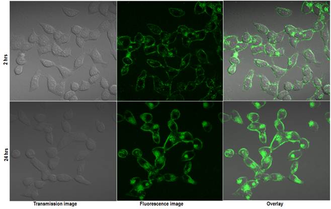 Theranostics Image