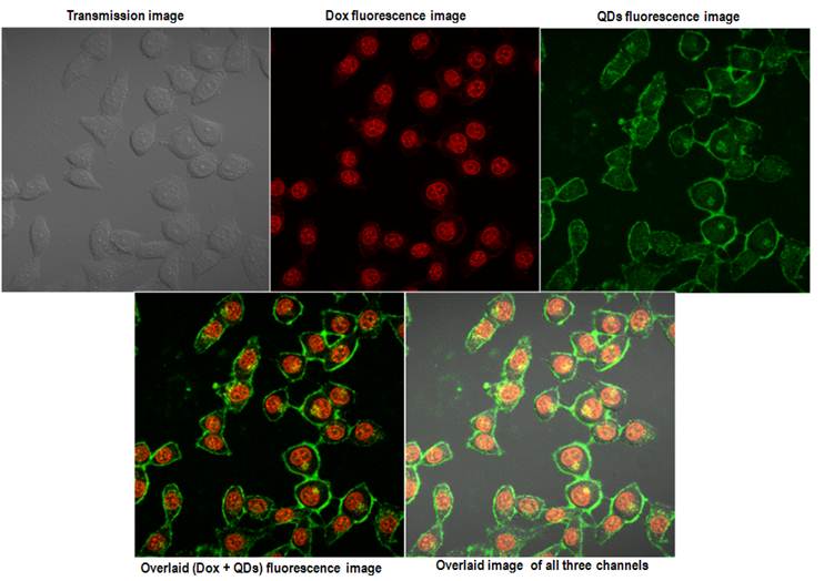 Theranostics Image