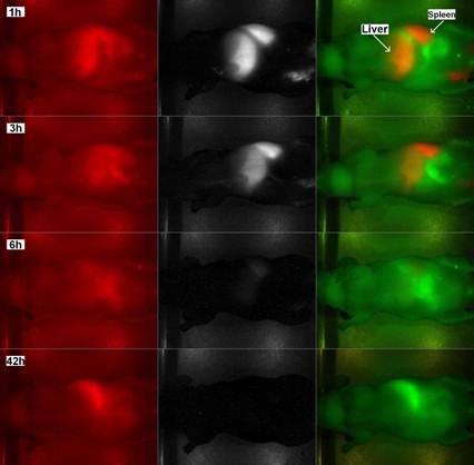 Theranostics Image