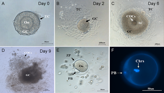 Theranostics Image