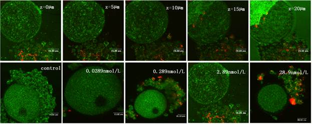 Theranostics Image