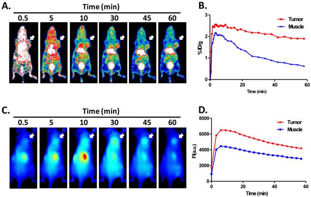 Theranostics Image