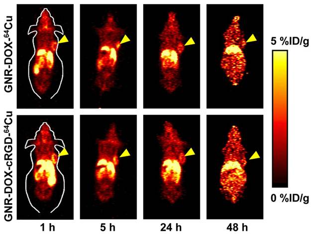 Theranostics Image