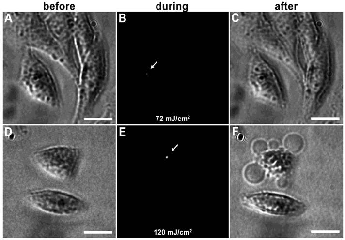 Theranostics Image