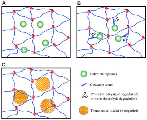 Theranostics Image