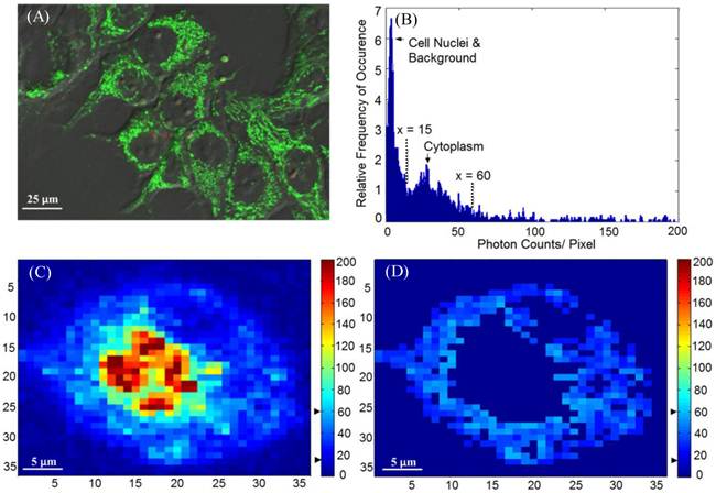 Theranostics Image