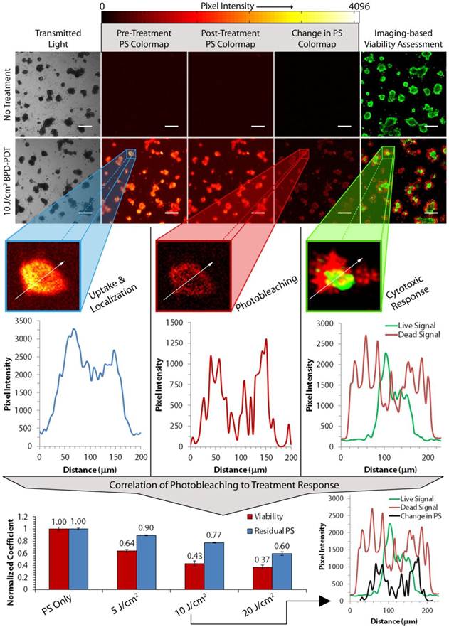 Theranostics Image