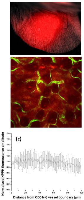 Theranostics Image